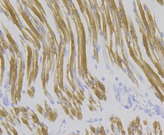 Paraformaldehyde-fixed and paraffin-embedded Human Fetal Skeletal Muscle tissue incubated with ATP2A1 (3G1) Monoclonal Antibody (bsm-54466R) at 1:200, overnight at 4°C, followed by a conjugated secondary antibody and DAB staining. Counterstained with hematoxylin. The tissue was pre-treated using heat mediated antigen retrieval with sodium citrate buffer (pH6) for 20 mins.