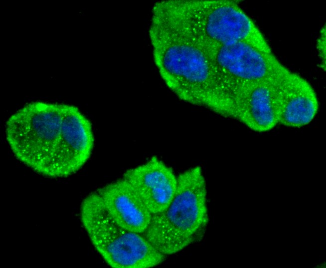 IF(ICC) staining with MEKK3 (5C1) Monoclonal Antibody (bsm-52709R) at 1:300 in HeLa cells (green). The nuclear counterstain is DAPI (blue). Cells were fixed in paraformaldehyde, permeabilized with 0.25% Triton X100/PBS.