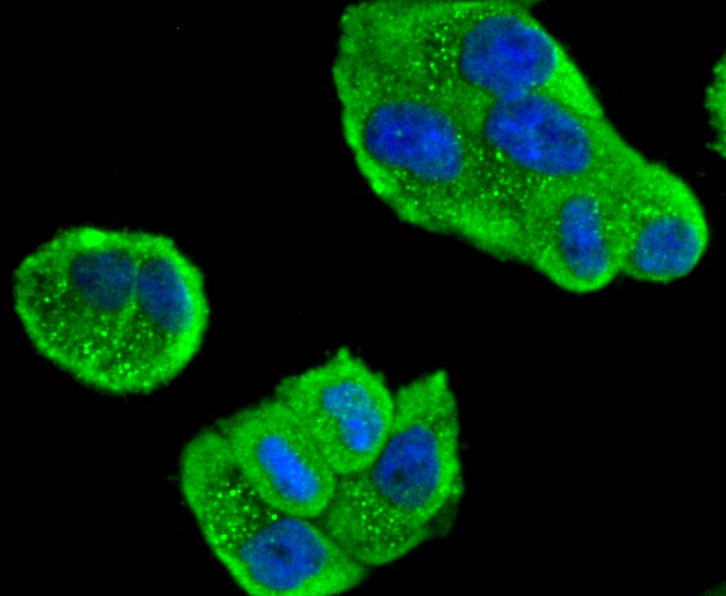 IF(ICC) staining with 14-3-3 alpha+beta (3C5) Monoclonal Antibody (bsm-52710R) at 1:300 in HeLa cells (green). The nuclear counterstain is DAPI (blue). Cells were fixed in paraformaldehyde, permeabilized with 0.25% Triton X100\/PBS. 