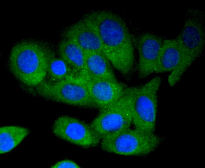 IF(ICC) staining with 14-3-3 alpha+beta (3C5) Monoclonal Antibody (bsm-52710R) at 1:300 in SHG-44 cells (green). The nuclear counterstain is DAPI (blue). Cells were fixed in paraformaldehyde, permeabilized with 0.25% Triton X100\/PBS. 