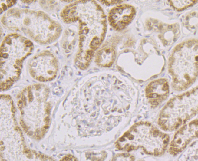 Paraformaldehyde-fixed and paraffin-embedded Human Kidney tissue incubated with SFRS3 (9C11) Monoclonal Antibody (bsm-54467R) at 1:100, overnight at 4°C, followed by a conjugated secondary antibody and DAB staining. Counterstained with hematoxylin. The tissue was pre-treated using heat mediated antigen retrieval with Tris-EDTA buffer (pH 8.0-8.4) for 20 minutes.