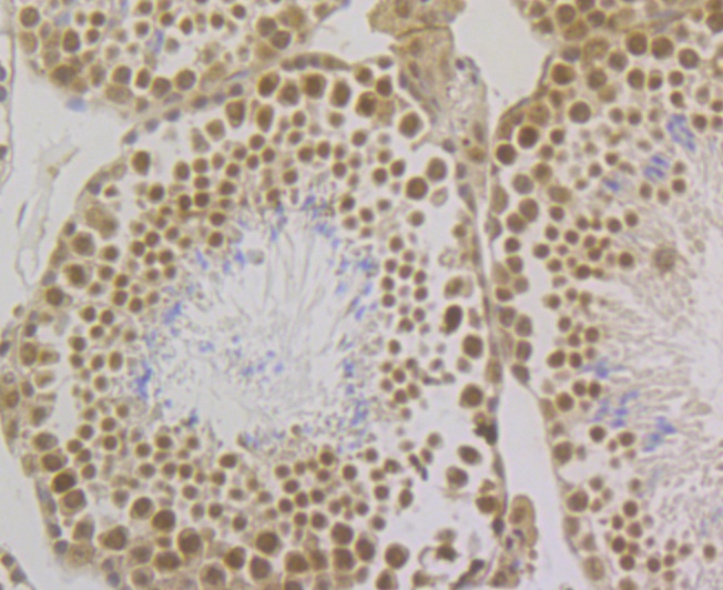 Paraformaldehyde-fixed and paraffin-embedded Mouse Testis tissue incubated with SFRS3 (9C11) Monoclonal Antibody (bsm-54467R) at 1:100, overnight at 4°C, followed by a conjugated secondary antibody and DAB staining. Counterstained with hematoxylin. The tissue was pre-treated using heat mediated antigen retrieval with Tris-EDTA buffer (pH 8.0-8.4) for 20 minutes.