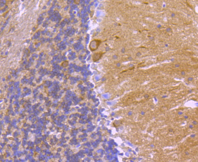 Paraformaldehyde-fixed and paraffin-embedded Mouse brain tissue incubated with 14-3-3 alpha+beta (3C5) Monoclonal Antibody (bsm-52710R) at 1:100, overnight at 4\u00b0C, followed by a conjugated secondary antibody and DAB staining. Counterstained with hematoxylin.