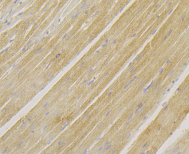 ACTN2 (7G3) Monoclonal Antibody