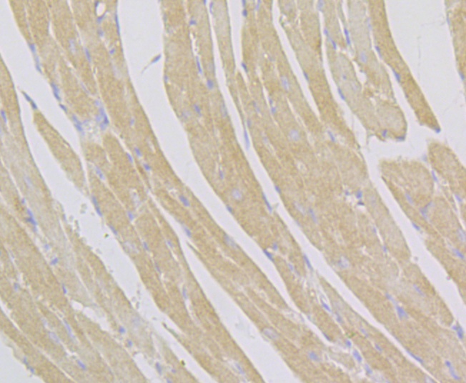 ACTN2 (7G3) Monoclonal Antibody