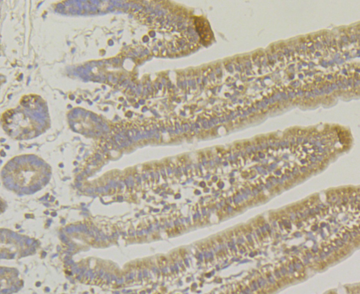 Paraformaldehyde-fixed and paraffin-embedded Mouse Small Intestine tissue incubated with MARK3 (2F7) Monoclonal Antibody (bsm-54462R) at 1:100, overnight at 4°C, followed by a conjugated secondary antibody and DAB staining. Counterstained with hematoxylin. The tissue was pre-treated using heat mediated antigen retrieval with Tris-EDTA buffer (pH 8.0-8.4) for 20 minutes.