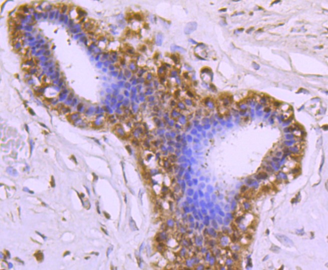 Paraformaldehyde-fixed and paraffin-embedded Mouse liver tissue incubated with Cdc37 (4C4) Monoclonal Antibody (bsm-52713R) at 1:100, overnight at 4°C, followed by a conjugated secondary antibody and DAB staining. Counterstained with hematoxylin.