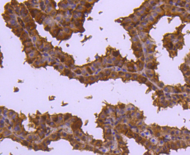 Paraformaldehyde-fixed and paraffin-embedded Mouse placenta tissue incubated with Cdc37 (4C4) Monoclonal Antibody (bsm-52713R) at 1:100, overnight at 4°C, followed by a conjugated secondary antibody and DAB staining. Counterstained with hematoxylin.