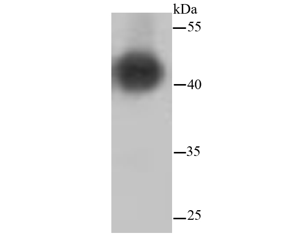 Lane 1: Crucian carp (Carassius carassius) Tissue; Probed with MAP2K1/2 (4H7) Monoclonal Antibody (bsm-52280R) at 1:500 overnight at 4°C followed by a conjugated secondary antibody for 60 minutes at 37°C.