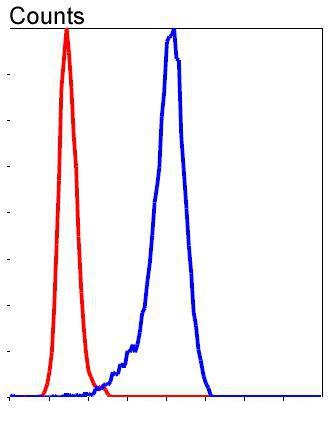 Flow cytometric analysis of SH-SY5Y cells with CBX5 (3G1) Monoclonal Antibody (bsm-54462R) at a 1:50 dilution (blue) compared with an unlabeled control (cells without incubation with primary antibody; red).