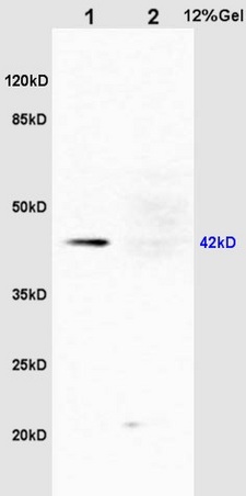 L1 rat liver lysates L2 rat kidney lysates probed with Rabbit Anti-ERK1 (Thr203/Tyr205) + ERK2 (Thr183/Tyr185) Polyclonal Antibody, Unconjugated (bs-1522R) at 1:200 overnight at 4˚C. Followed by conjugation to secondary antibody (bs-0295G-HRP) at 1:3000 for 90 min at 37˚C. Predicted band 42kD. Observed band size: 42kD