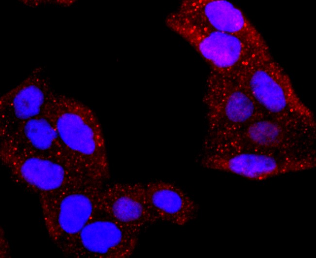 IF(ICC) staining with AQP1 (9C8) Monoclonal Antibody (bsm-52909R) at 1:100 in Hela cells (red). The nuclear counterstain is DAPI (blue). Cells were fixed in paraformaldehyde, permeabilized with 0.25% Triton X100/PBS.