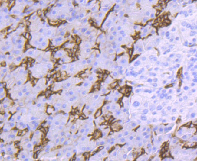 Paraformaldehyde-fixed and paraffin-embedded Human pancreas tissue incubated with AQP1 (9C8) Monoclonal Antibody (bsm-52909R) at 1:100, overnight at 4°C, followed by a conjugated secondary antibody and DAB staining. Counterstained with hematoxylin.