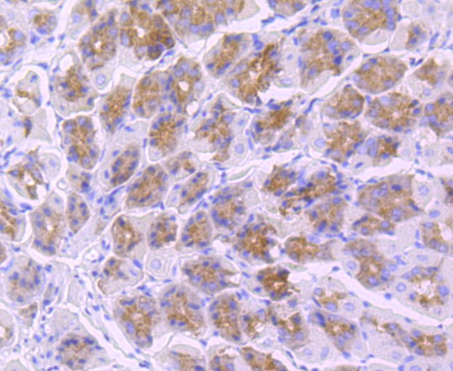 Paraformaldehyde-fixed and paraffin-embedded Mouse stomach tissue incubated with TLR5 (6C1) Monoclonal Antibody (bsm-52905R) at 1:100, overnight at 4°C, followed by a conjugated secondary antibody and DAB staining. Counterstained with hematoxylin.