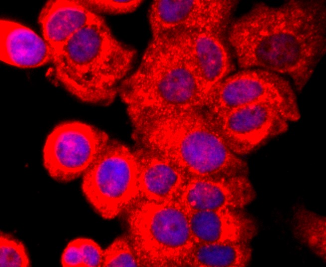 IF(ICC) staining with Aryl hydrocarbon Receptor (3C7) Monoclonal Antibody (bsm-52886R) at 1:200 in MCF-7 cells (red). The nuclear counterstain is DAPI (blue). Cells were fixed in paraformaldehyde, permeabilized with 0.25% Triton X100/PBS.