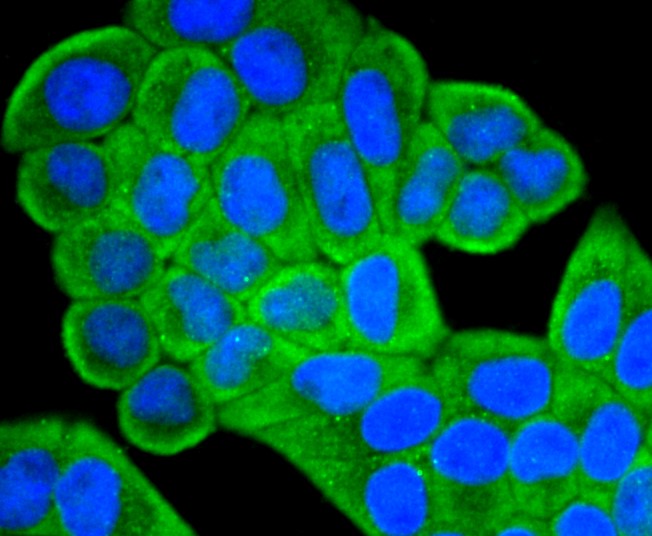 IF(ICC) staining with IGF2 (1T3) Monoclonal Antibody (bsm-52776R) at 1:300 in HeLa cells (green). The nuclear counterstain is DAPI (blue). Cells were fixed in paraformaldehyde, permeabilized with 0.25% Triton X100/PBS.