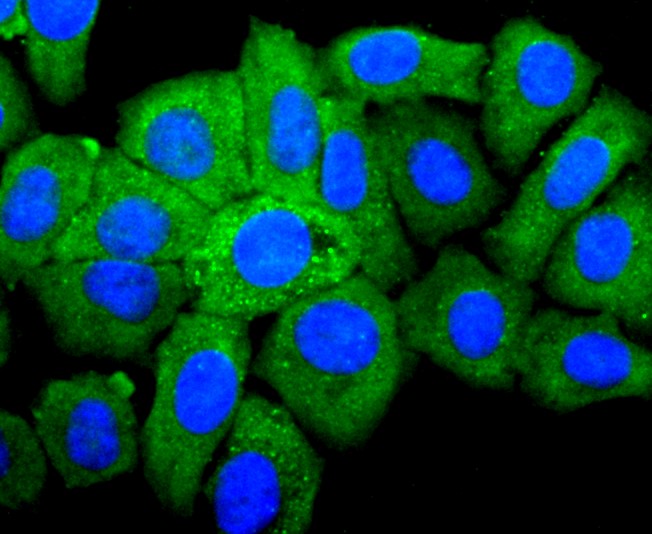IF(ICC) staining with IGF2 (1T3) Monoclonal Antibody (bsm-52776R) at 1:300 in HepG2 cells (green). The nuclear counterstain is DAPI (blue). Cells were fixed in paraformaldehyde, permeabilized with 0.25% Triton X100/PBS.