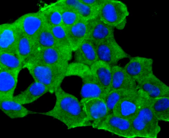 IF(ICC) staining with IGF2 (1T3) Monoclonal Antibody (bsm-52776R) at 1:300 in 293 cells (green). The nuclear counterstain is DAPI (blue). Cells were fixed in paraformaldehyde, permeabilized with 0.25% Triton X100/PBS.