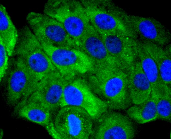 IF(ICC) staining with Ubiquitin D (5C1) Monoclonal Antibody (bsm-52778R) at 1:300 in HepG2 cells (green). The nuclear counterstain is DAPI (blue). Cells were fixed in paraformaldehyde, permeabilized with 0.25% Triton X100/PBS.