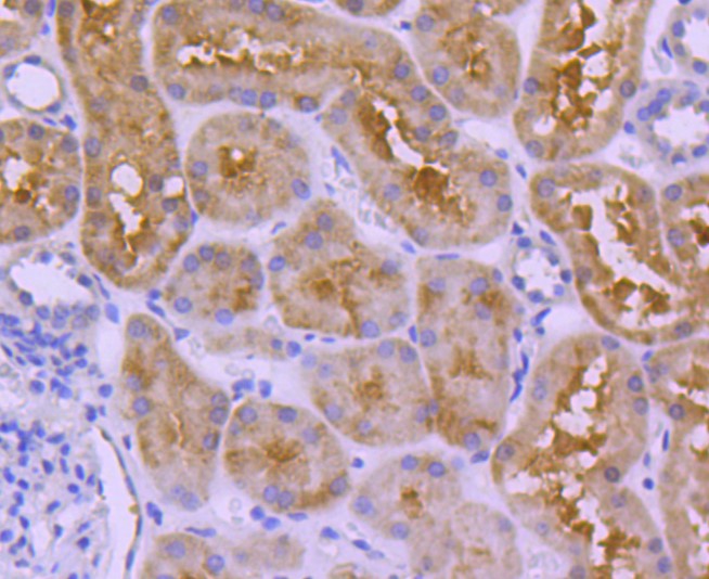 Paraformaldehyde-fixed and paraffin-embedded Human kidney tissue incubated with Ubiquitin D (5C1) Monoclonal Antibody (bsm-52778R) at 1:100, overnight at 4°C, followed by a conjugated secondary antibody and DAB staining. Counterstained with hematoxylin.