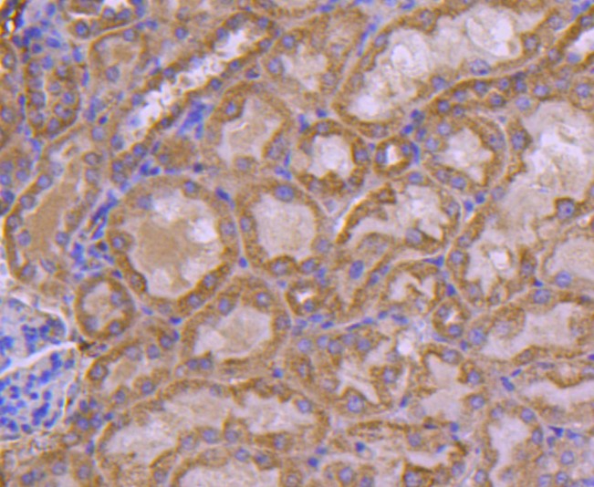 Paraformaldehyde-fixed and paraffin-embedded Mouse kidney tissue incubated with Ubiquitin D (5C1) Monoclonal Antibody (bsm-52778R) at 1:100, overnight at 4°C, followed by a conjugated secondary antibody and DAB staining. Counterstained with hematoxylin.