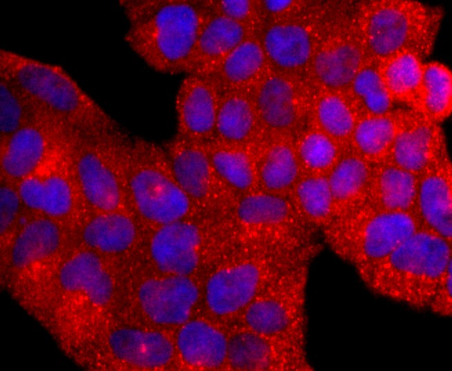 IF(ICC) staining with Aryl hydrocarbon Receptor (3C7) Monoclonal Antibody (bsm-52886R) at 1:200 in Hela cells (red). The nuclear counterstain is DAPI (blue). Cells were fixed in paraformaldehyde, permeabilized with 0.25% Triton X100/PBS.