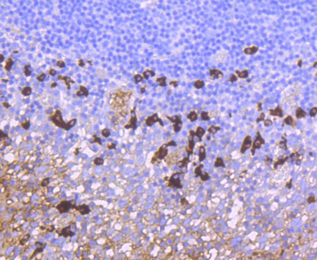 Paraformaldehyde-fixed and paraffin-embedded Human tonsil tissue incubated with IgA (2C8) Monoclonal Antibody (bsm-52885R) at 1:100, overnight at 4°C, followed by a conjugated secondary antibody and DAB staining. Counterstained with hematoxylin.