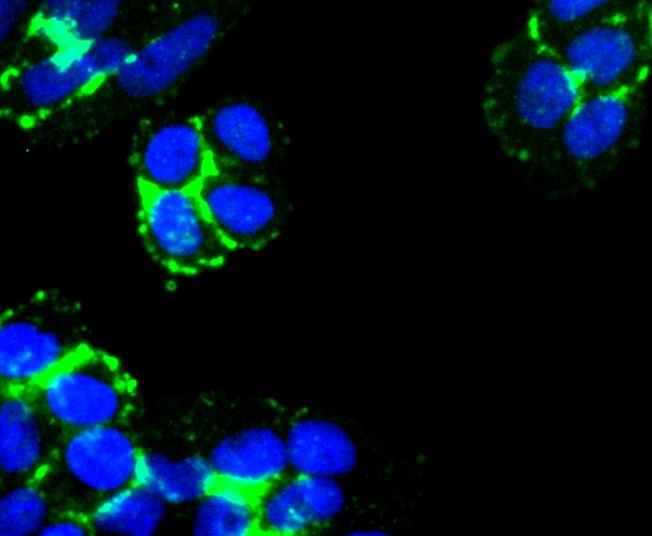 IF(ICC) staining with Laminnin 5 alpha 3 (8C1) Monoclonal Antibody (bsm-52787R) at 1:300 in HeLa cells (green). The nuclear counterstain is DAPI (blue). Cells were fixed in paraformaldehyde, permeabilized with 0.25% Triton X100/PBS.