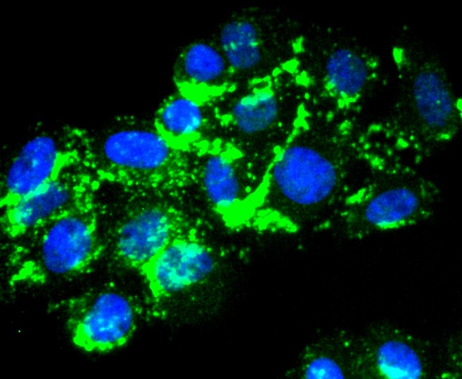 IF(ICC) staining with Laminnin 5 alpha 3 (8C1) Monoclonal Antibody (bsm-52787R) at 1:300 in HepG2 cells (green). The nuclear counterstain is DAPI (blue). Cells were fixed in paraformaldehyde, permeabilized with 0.25% Triton X100/PBS.