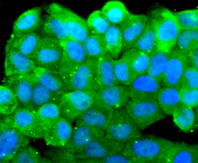 IF(ICC) staining with Src (8C4) Monoclonal Antibody (bsm-52790R) at 1:300 in HeLa cells (green). The nuclear counterstain is DAPI (blue). Cells were fixed in paraformaldehyde, permeabilized with 0.25% Triton X100/PBS.
