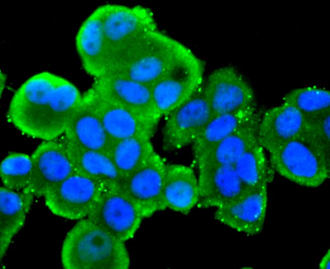 IF(ICC) staining with Src (8C4) Monoclonal Antibody (bsm-52790R) at 1:300 in MCF-7 cells (green). The nuclear counterstain is DAPI (blue). Cells were fixed in paraformaldehyde, permeabilized with 0.25% Triton X100/PBS.