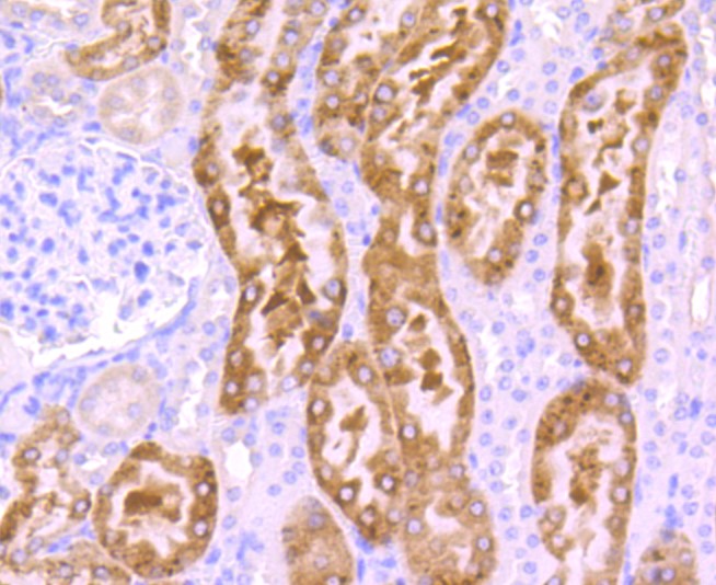 Paraformaldehyde-fixed and paraffin-embedded Mouse kidney tissue incubated with Src (8C4) Monoclonal Antibody (bsm-52790R) at 1:100, overnight at 4°C, followed by a conjugated secondary antibody and DAB staining. Counterstained with hematoxylin.