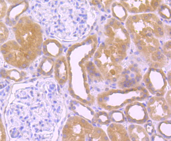 Paraformaldehyde-fixed and paraffin-embedded Human kidney tissue incubated with Src (8C4) Monoclonal Antibody (bsm-52790R) at 1:100, overnight at 4°C, followed by a conjugated secondary antibody and DAB staining. Counterstained with hematoxylin.