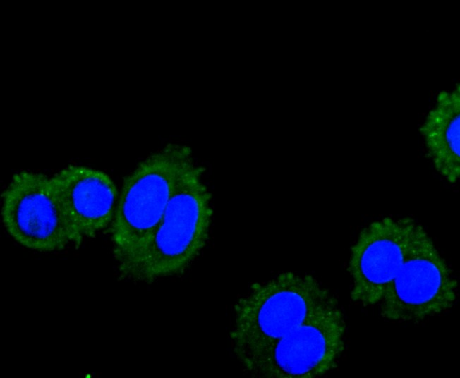 IF(ICC) staining with VAMP8 (1C1) Monoclonal Antibody (bsm-52796R) at 1:100 in SW480 cells (green). The nuclear counterstain is DAPI (blue). Cells were fixed in paraformaldehyde, permeabilized with 0.25% Triton X100/PBS.