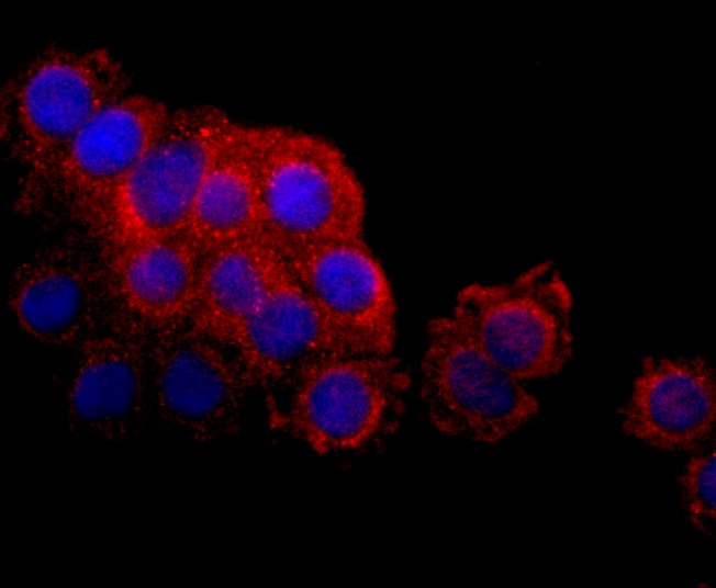 IF(ICC) staining with LYVE1 (5C1) Monoclonal Antibody (bsm-52811R) at 1:100 in SW480 cells (red). The nuclear counterstain is DAPI (blue). Cells were fixed in paraformaldehyde, permeabilized with 0.25% Triton X100/PBS.