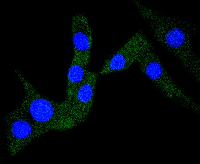 IF(ICC) staining with Cardiac Troponin I (4C2) Monoclonal Antibody (bsm-52818R) at 1:100 in NIH\/3T3 cells (green). The nuclear counterstain is DAPI (blue). Cells were fixed in paraformaldehyde, permeabilized with 0.25% Triton X100\/PBS. 