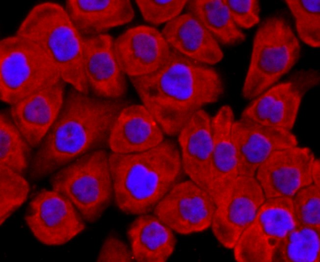IF(ICC) staining with Argonaute 2 (7C3) Monoclonal Antibody (bsm-52820R) at 1:100 in AGS cells (red). The nuclear counterstain is DAPI (blue). Cells were fixed in paraformaldehyde, permeabilized with 0.25% Triton X100/PBS.