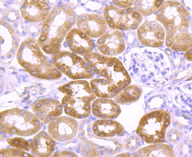 Paraformaldehyde-fixed and paraffin-embedded Mouse kidney tissue incubated with Argonaute 2 (7C3) Monoclonal Antibody (bsm-52820R) at 1:100, overnight at 4°C, followed by a conjugated secondary antibody and DAB staining. Counterstained with hematoxylin.