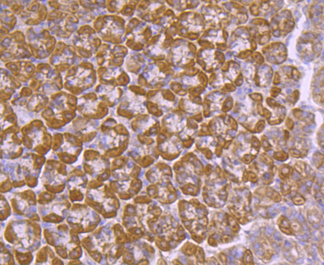 Paraformaldehyde-fixed and paraffin-embedded Mouse stomach tissue incubated with Argonaute 2 (7C3) Monoclonal Antibody (bsm-52820R) at 1:100, overnight at 4°C, followed by a conjugated secondary antibody and DAB staining. Counterstained with hematoxylin.