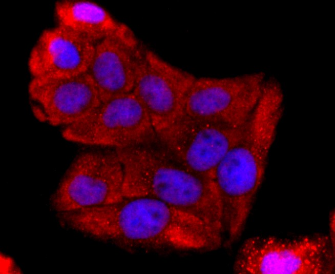 IF(ICC) staining with ABCG2 (4C4) Monoclonal Antibody (bsm-52821R) at 1:100 in HeLa cells (red). The nuclear counterstain is DAPI (blue). Cells were fixed in paraformaldehyde, permeabilized with 0.25% Triton X100/PBS.