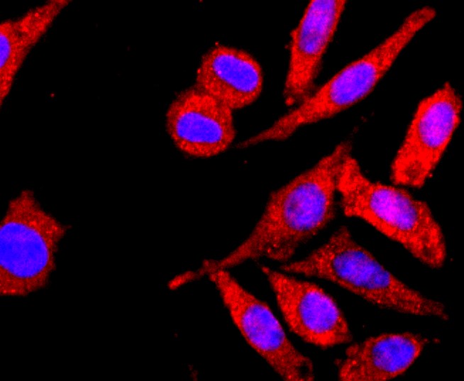 IF(ICC) staining with MHC class I (10G4) Monoclonal Antibody (bsm-52827R) at 1:300 in SH-SY5Y cells (red). The nuclear counterstain is DAPI (blue). Cells were fixed in paraformaldehyde, permeabilized with 0.25% Triton X100/PBS.