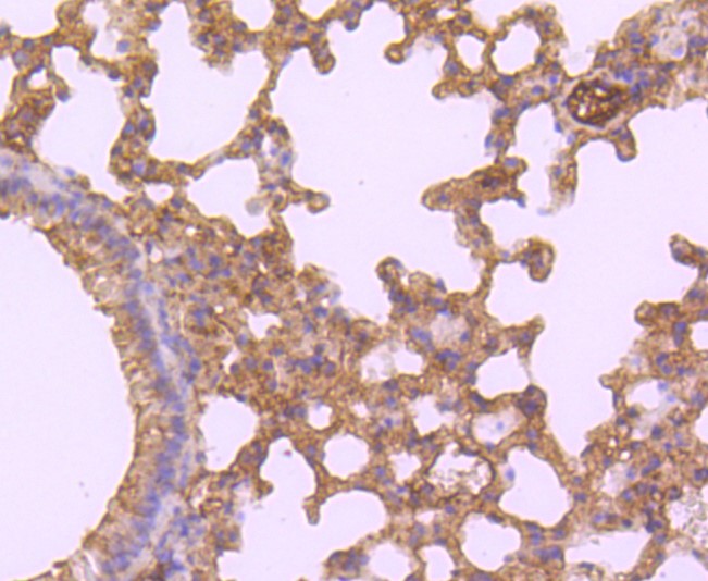 Paraformaldehyde-fixed and paraffin-embedded Mouse lung tissue incubated with HE4 (8C3) Monoclonal Antibody (bsm-52840R) at 1:100, overnight at 4°C, followed by a conjugated secondary antibody and DAB staining. Counterstained with hematoxylin.