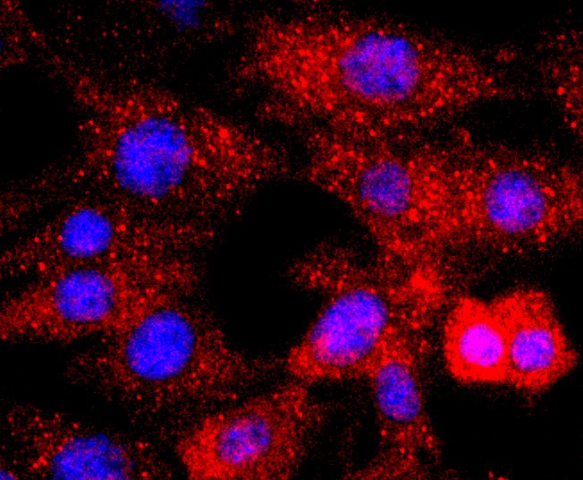 IF(ICC) staining with p38 MAPK (10B7) Monoclonal Antibody (bsm-52844R) at 1:100 in NIH/3T3 cells (red). The nuclear counterstain is DAPI (blue). Cells were fixed in paraformaldehyde, permeabilized with 0.25% Triton X100/PBS.