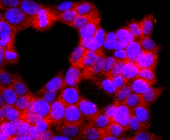 IF(ICC) staining with p38 MAPK (10B7) Monoclonal Antibody (bsm-52844R) at 1:100 in 293T cells (red). The nuclear counterstain is DAPI (blue). Cells were fixed in paraformaldehyde, permeabilized with 0.25% Triton X100/PBS.