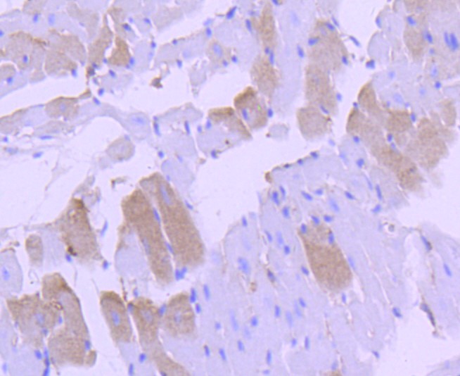 Paraformaldehyde-fixed and paraffin-embedded Mouse heart tissue incubated with p38 MAPK (10B7) Monoclonal Antibody (bsm-52844R) at 1:100, overnight at 4°C, followed by a conjugated secondary antibody and DAB staining. Counterstained with hematoxylin.