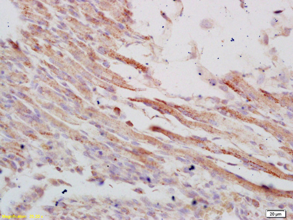 Formalin-fixed and paraffin embedded mouse embryo labeled with Anti-VLDL Polyclonal Antibody, Unconjugated (bs-4228R) at 1:200 followed by conjugation to the secondary antibody and DAB staining