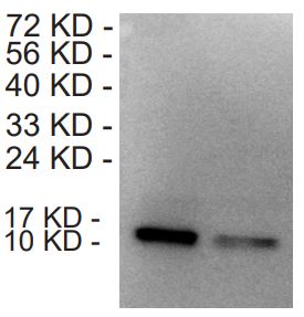 Lane 1: Recombinant human CCL18 protein at 50 ng; Lane 2: recombinant human CCL18 protein at 20 ng, probed with CCL18 (1G5) Monoclonal Antibody, Unconjugated (bsm-58002R) at 1µg/ml dilution and 4°C overnight incubation. Followed by conjugated secondary antibody incubation at 1:20000 for 60 min at 37°C. Blocking and antibody dilution buffer is 5% skim milk (w/v), 1x TBS, 0.05% Tween-20.