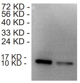 Lane 1: Recombinant human CCL18 protein at 50 ng; Lane 2: recombinant human CCL18 protein at 20 ng, probed with CCL18 (1G5) Monoclonal Antibody, Unconjugated (bsm-58002R) at 1µg/ml dilution and 4˚C overnight incubation. Followed by conjugated secondary antibody incubation at 1:20000 for 60 min at 37˚C. Blocking and antibody dilution buffer is 5% skim milk (w/v), 1x TBS, 0.05% Tween-20.