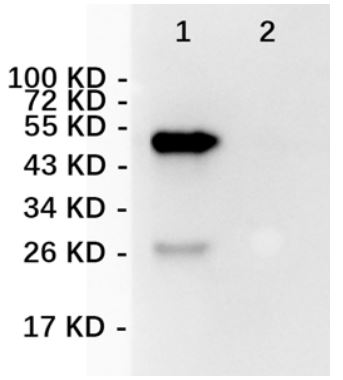 Lane 1: full-length PD-L1 transfected 293T; Lane 2: untransfected 293T, probed with PD-L1 (6C8) Monoclonal Antibody, Unconjugated (bsm-58003R) at 1:1000 dilution and 4°C overnight incubation. Followed by conjugated secondary antibody incubation at 1:20000 for 60 min at 37°C.