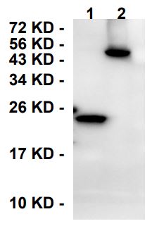 293T transfected with DYKDDDDK protein, Lane 1: DYKDDDDK -protein 1 at 25ug; Lane 2: DYKDDDDK-protein 2 at 2ug; lysate was probed with DYKDDDDK (10A2) Monoclonal Antibody, Unconjugated (bsm-58004R) at 1 µg/ml dilution and 4°C overnight incubation. Followed by conjugated secondary antibody incubation at 1:20000 for 60 min at 37°C.